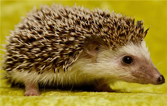 四大仙是什么动物（东北四大仙是什么动物）