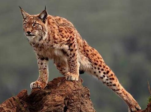 四大仙是什么动物（东北四大仙是什么动物）