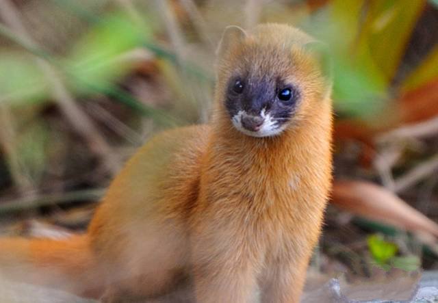 四大仙是什么动物（东北四大仙是什么动物）