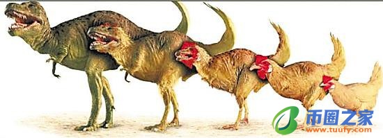 蝙蝠属于什么动物（蝙蝠属于什么动物中的翼手目）