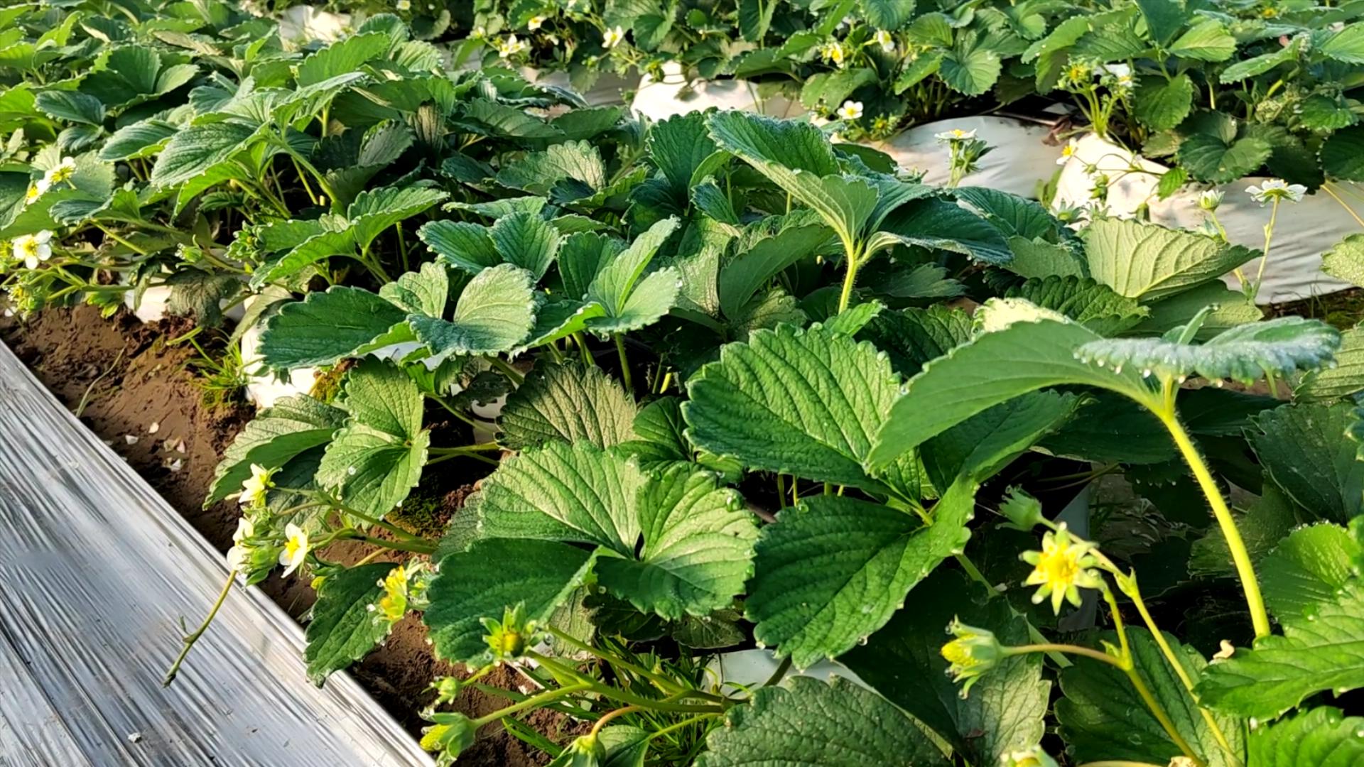 几月份种草莓苗最合适（几月份种草莓最合适）