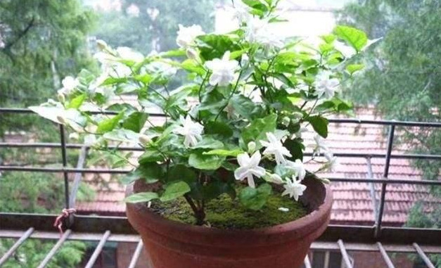 茉莉花适合在室内养吗（茉莉花在家怎样养）