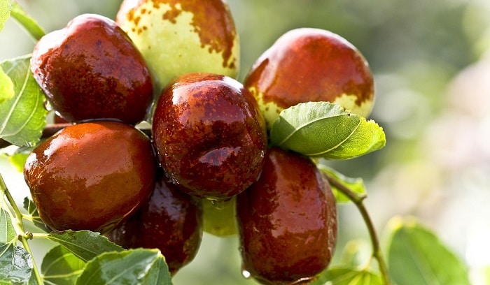 狗狗可以吃红枣吗（狗狗可以吃红枣吗干的）