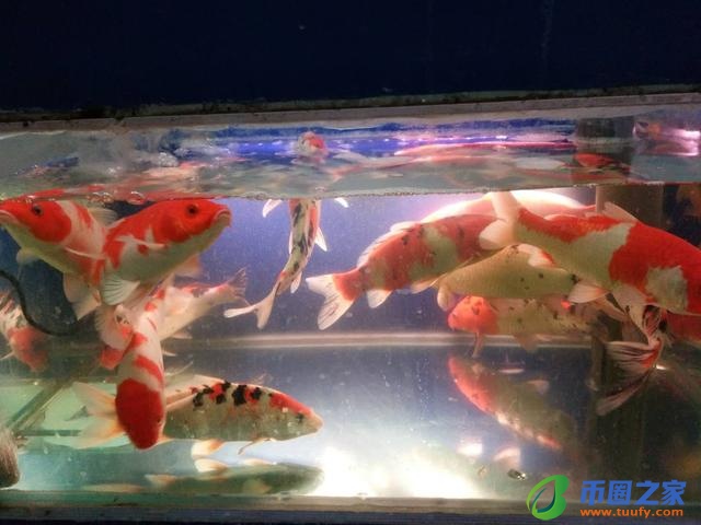 色母片是什么东西（色母片是什么东西代替品）