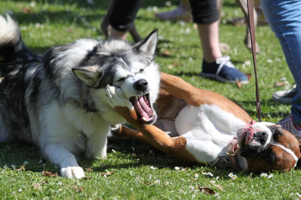 哈士奇和阿拉斯加（哈士奇和阿拉斯加生的小狗）