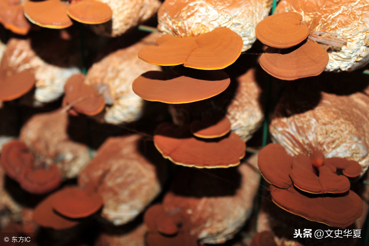 想飞上天和太阳肩并肩（想飞上天和太阳肩并肩是什么歌）