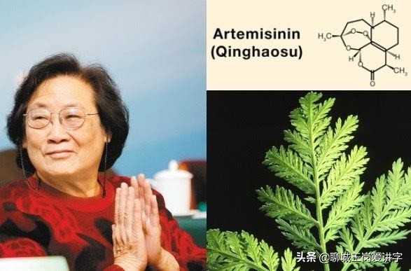青蒿草农村叫什么（青蒿治疗皮肤病效果如何）