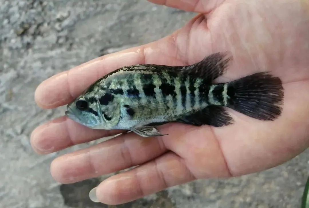 养殖业什么前景最好（现在农村养殖业什么前景最好）