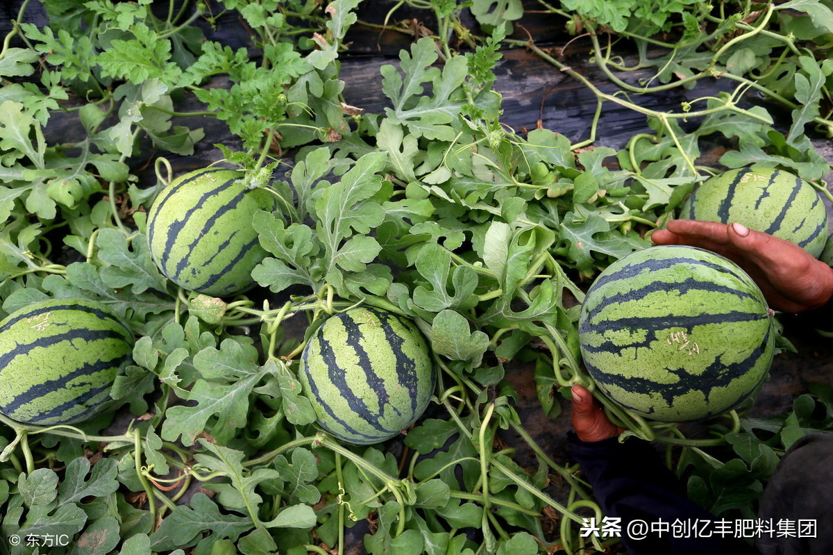 西瓜苗发黄枯萎怎么办（西瓜苗黄了还能活吗）