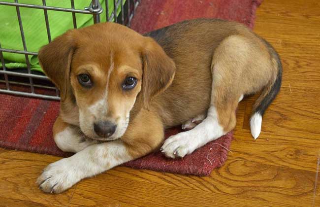 63年属什么生肖（63年属什么生肖配对）