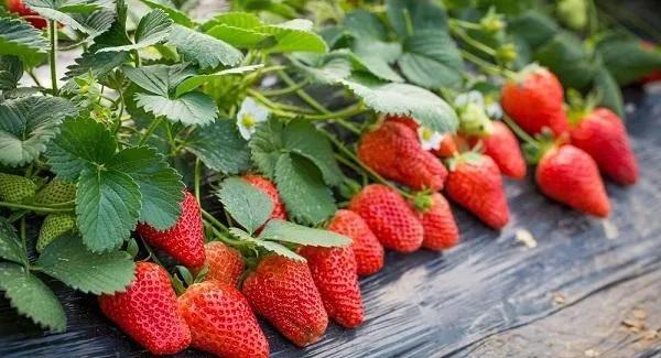 安徽有什么土特产（安徽有什么土特产送人）