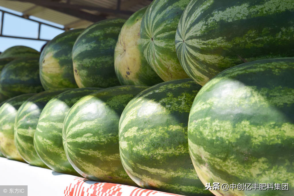 西瓜苗发黄枯萎怎么办（西瓜苗黄了还能活吗）