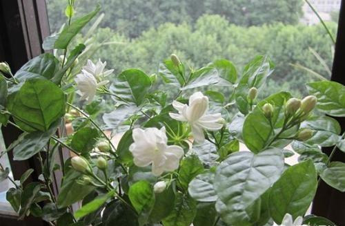 茉莉花适合在室内养吗（茉莉花在家怎样养）