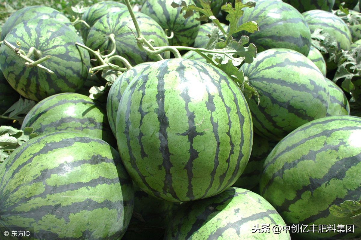 西瓜苗发黄枯萎怎么办（西瓜苗黄了还能活吗）
