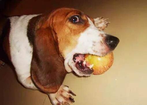 小狗能吃哈密瓜吗（小狗能吃哈密瓜吗为什么）