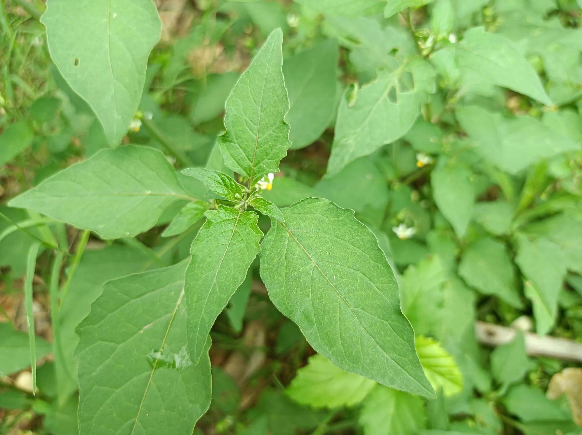 龙葵叶子食用方法（龙葵叶子食用方法 做菜）