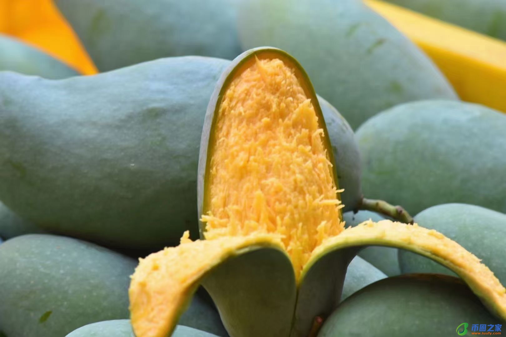 桂七芒果怎么算熟（桂七芒果如何判断生熟及保存方法）
