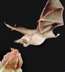 四大仙是什么动物（东北四大仙是什么动物）