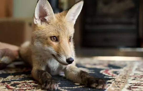 四大仙是什么动物（东北四大仙是什么动物）