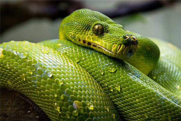 四大仙是什么动物（东北四大仙是什么动物）