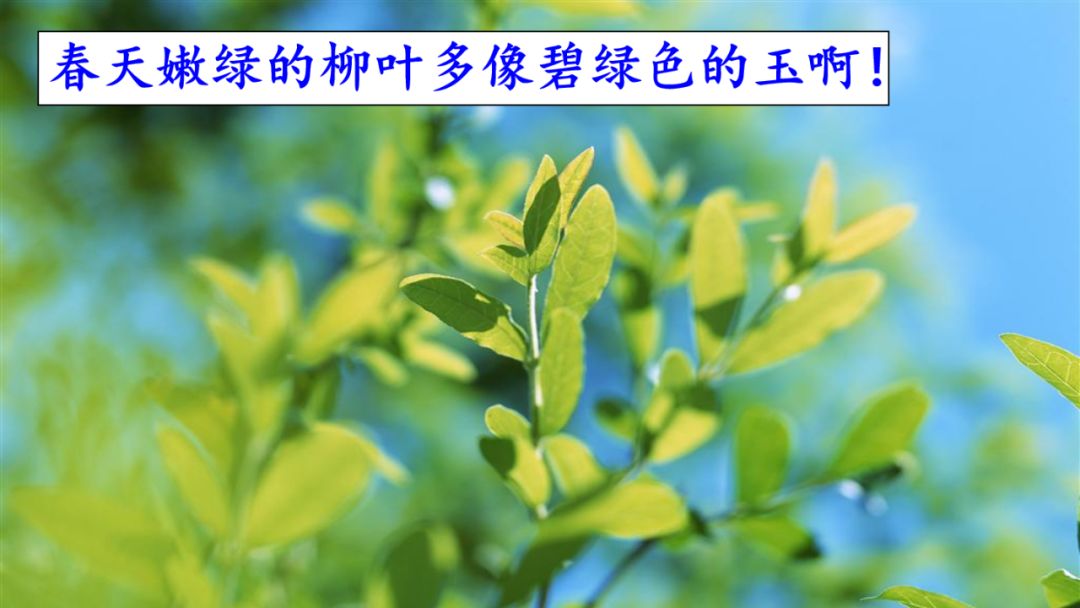 鸢怎么读什么意思（鸢有几个读音）