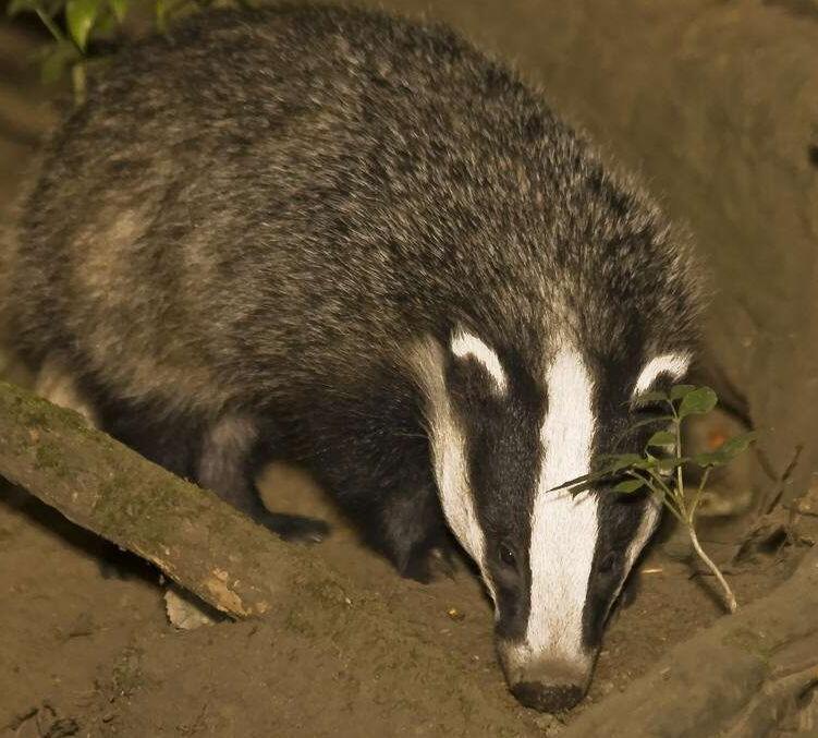 四大仙是什么动物（东北四大仙是什么动物）