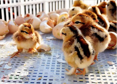 小鸡温度要多少度(1至40天小鸡温度表)插图 小鸡温度要多少度(1至40天小鸡温度表)