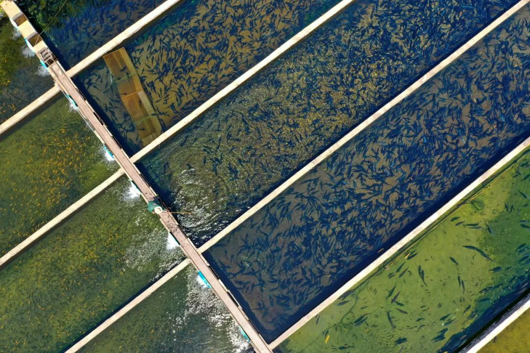 养殖业什么前景最好（现在农村养殖业什么前景最好）