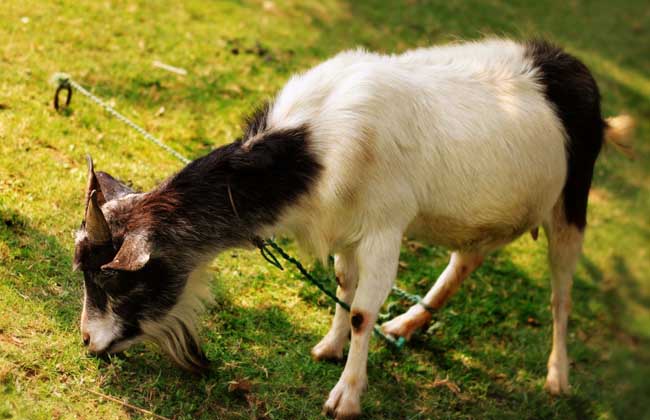 63年属什么生肖（63年属什么生肖配对）