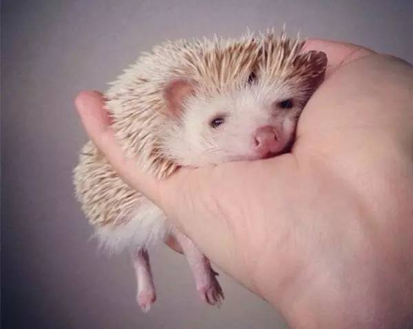 四大仙是什么动物（东北四大仙是什么动物）