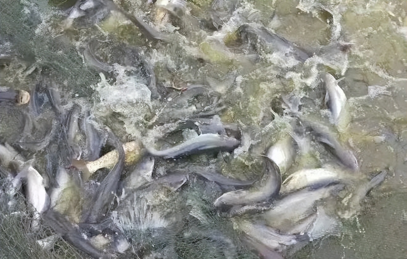 养殖业什么前景最好（现在农村养殖业什么前景最好）