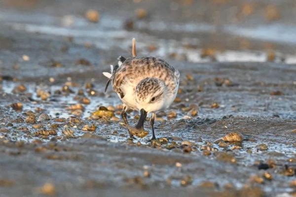 黑色的鸟有哪几种（黑卷尾）