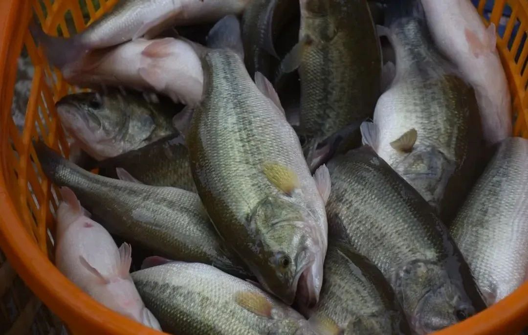 养殖业什么前景最好（现在农村养殖业什么前景最好）