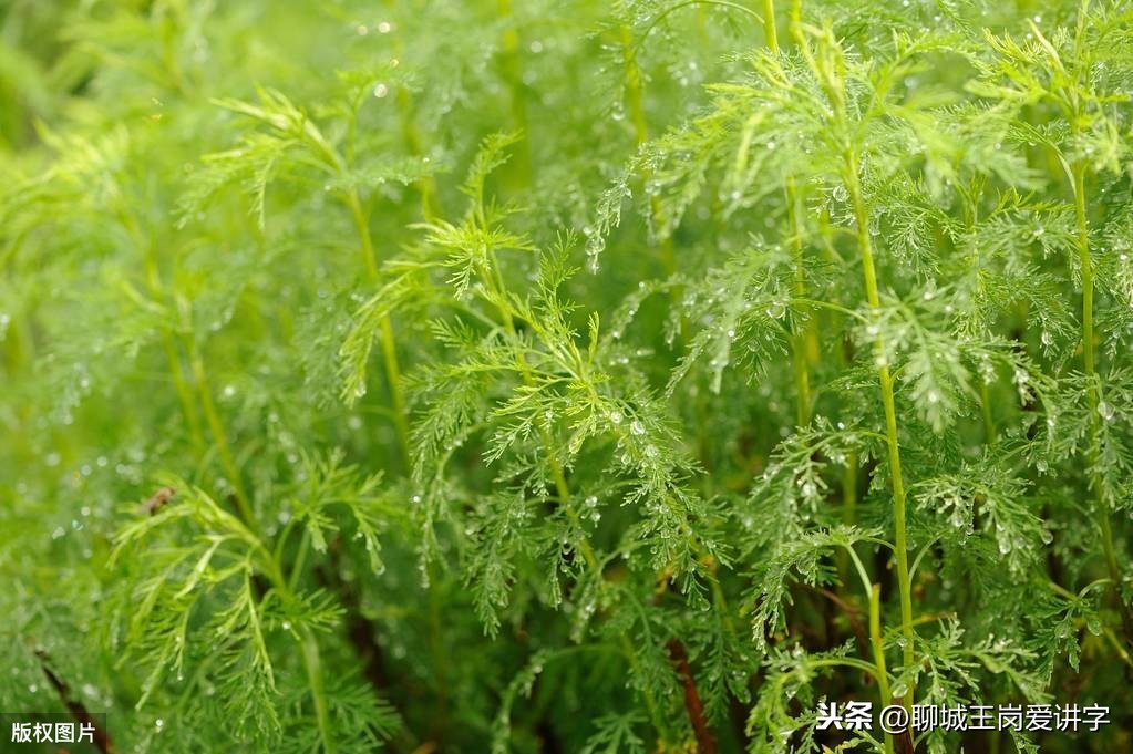 青蒿草农村叫什么（青蒿治疗皮肤病效果如何）