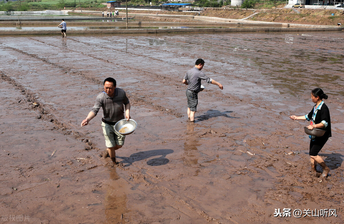 杂乱无章的意思是（杂乱无章是什么词）