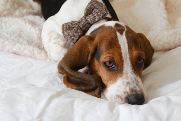 狗狗可以吃红枣吗（狗狗可以吃红枣吗干的）