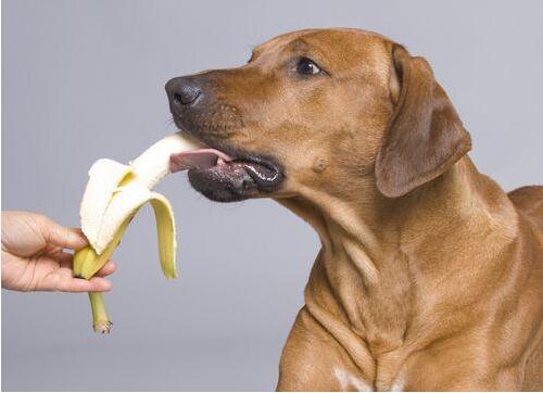 小狗能吃哈密瓜吗（小狗能吃哈密瓜吗为什么）