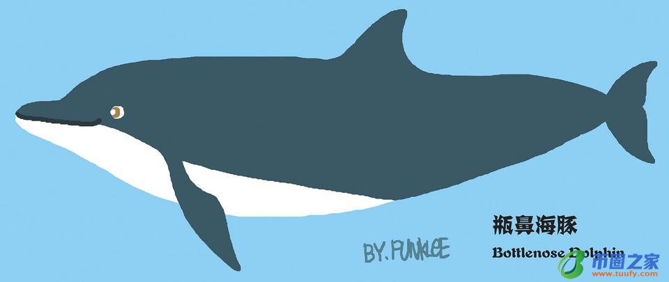 鲸鱼和海豚的区别(鲸鱼和海豚的区别在哪里)插图12 鲸鱼和海豚的区别(鲸鱼和海豚的区别在哪里)