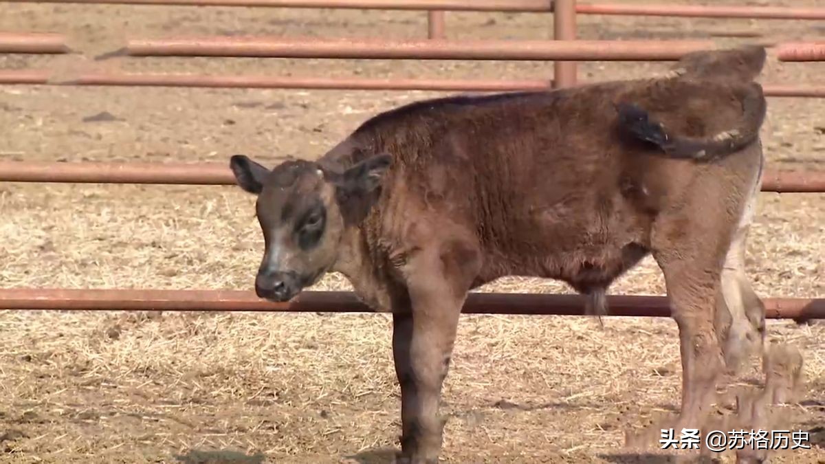 玉米压片的价格（买小型玉米压片设备多少钱）