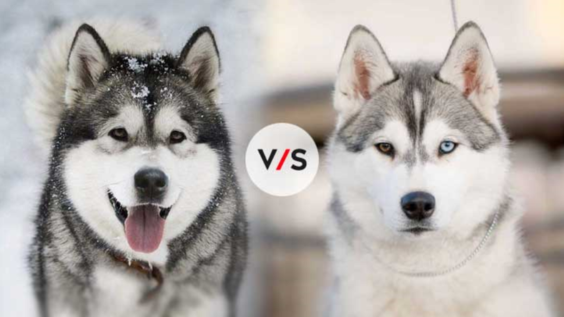 哈士奇和阿拉斯加（哈士奇和阿拉斯加生的小狗）