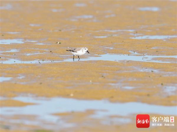 黑色的鸟有哪几种（黑卷尾）