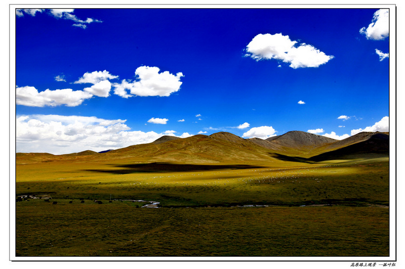 竹字头加单是什么字（竹字头加单念什么字）