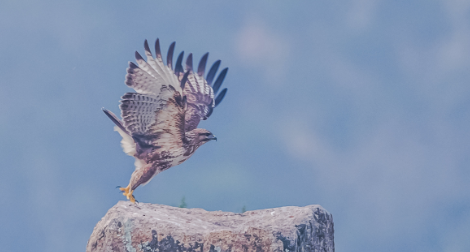 观微见著：以太坊一飞冲天，比特币继续横盘